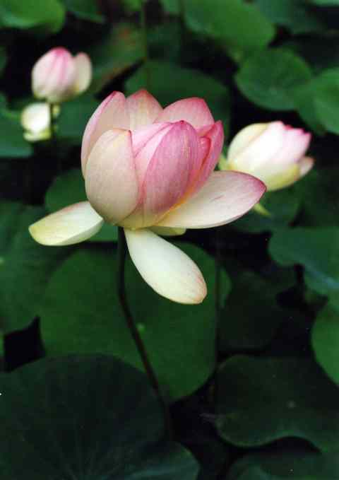 lotus 09 480