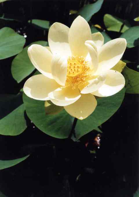 lotus 11 480